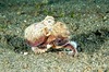 Caribbean Armstripe Octopus (Octopus burryi)