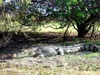 Estuarine Crocodile (Crocodylus porosus)
