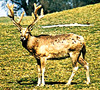 Père David's deer (Elaphurus davidianus)