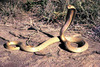 Cape Cobra (Naja nivea)