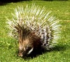 African crested porcupine