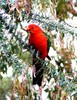 Australian king parrot (Alisterus scapularis)