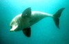 Ganges river dolphin (Platanista gangetica)