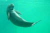Finless Porpoise (Neophocaena phocaenoides)