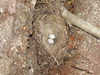 Motaculla alba nest