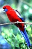 Crimson Rosella (Platycercus elegans)