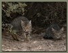 feral kittens 3/3