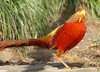 Golden Pheasant (Chrysolophus pictus)02