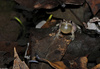 Northern Spring Peeper (Pseudacris crucifer crucifer)06