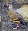 Plumed Whistling Duck (Dendrocygna eytoni)01