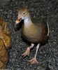 Plumed Whistling Duck (Dendrocygna eytoni)02