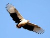 Palm-nut Vulture (Gypohierax angolensis)