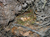 Erithacus rubecula nest