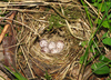 Phylloscopus sibilatrix nest
