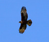 Rufous-bellied Eagle (Lophotriorchis kienerii)