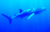 Whale shark (Rhincodon typus)