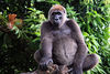 Cross River Gorilla (Gorilla gorilla diehli) - Wiki