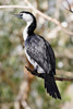Little Pied Cormorant (Phalacrocorax melanoleucos) - Wiki