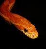 Corn Snake (Elaphe guttata guttata)
