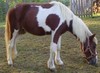Miniature Spotted Horse