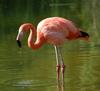 Flamingo (c) Art Slack - Photographer