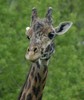 Giraffe - Giraffa camelopardalis (c) Art Slack - Photographer