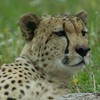 Cheetah (c) Art Slack - Photographer