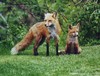 Red Fox (c) Art Slack - Photographer