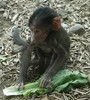 Baboon Baby (c) Art Slack - Photographer