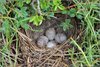 Lark Sparrow nest and eggs