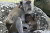 long-tailed macaque (Macaca facicularis)