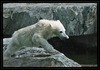 Polar Bear cub