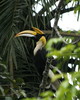 great hornbill (buceros bicornis)