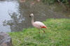 Chilean Flamingo