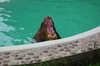 Bull Sea Lion
