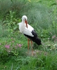 White Stork   (Ciconia ciconia)