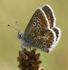 Brown Argus Butterfly Sees Positive Effects Of Climate Change [ScienceDaily 2008-06-06]