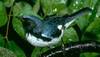 Black-throated Blue Warbler (Dendroica caerulescens) - Wiki