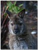 Bennet's wallaby 2