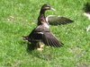 Mallard duck Flapping Its Wings