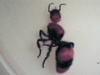 the biggst ant i have seen!!!!!!!! if you know what kind of ant it is email me ?
