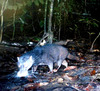 Otter civet (Cynogale bennettii)