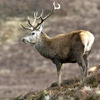 Red deer