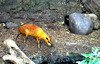 Greater Malay chevrotain (Tragulus napu)