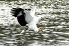 White-bellied Sea Eagle (Haliaeetus leucogaster)