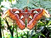 Atlas moth (Attacus atlas)