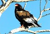 Bateleur Eagle (Terathopius ecaudatus)