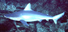 Sandbar shark (Carcharinus plumbeus)