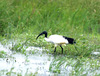Sacred ibis (Threskiornis aethiopicus)