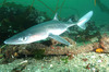 Spiny Dogfish (Squalus acanthias)